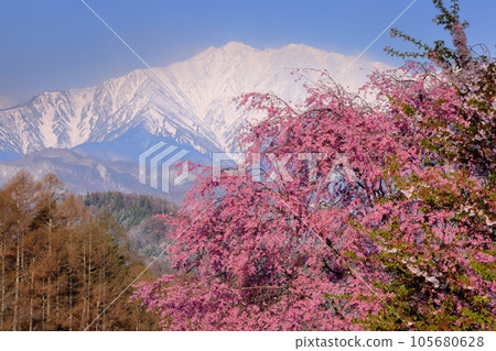 長野縣上野內郡小川村根山立屋番所櫻山：生長在江戶彼岸根部和白雪皚皚的北阿爾卑斯山上的垂枝櫻花 105680628