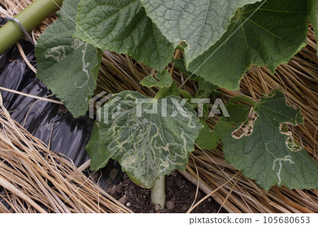 Suppressed cultivation, pest damage of creeping cucumbers, drawing insects 105680653