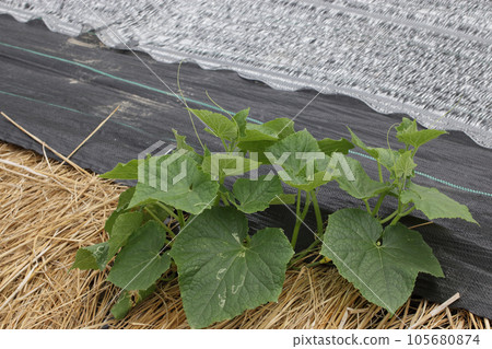 抑制栽培、匍匐黃瓜蟲害、引蟲 105680874