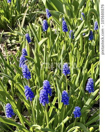Muscari that colors early summer Muscari that colors early summer 105680876