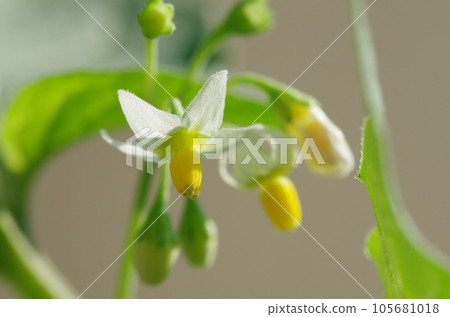 Flower of dogwood Flower of dogwood 105681018
