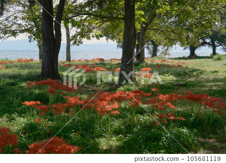 bright red amaryllis bright red amaryllis 105681119