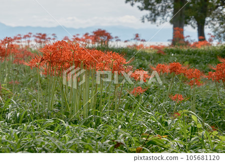 bright red amaryllis bright red amaryllis 105681120
