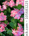 Vinca Peach Tokimeki 105681225