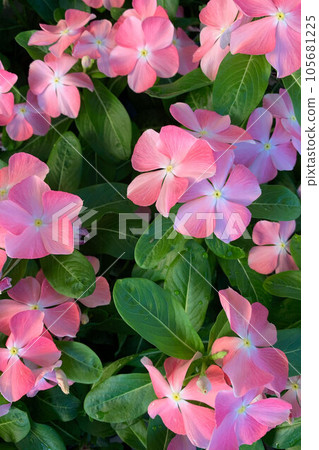 Vinca Peach Tokimeki Vinca Peach Tokimeki 105681225