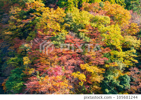 Autumn leaves (at Kurobe Gorge) 105681244