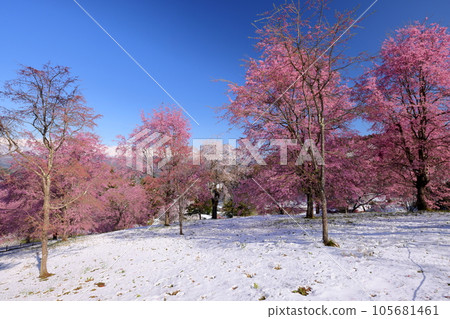 長野縣上民內郡小川村根山 立屋番所的櫻山 粉紅色的垂枝櫻花在不合時宜的降雪和藍天的襯托下格外引人注目 長野縣上民內郡小川村根山 立屋番所的櫻山 粉紅色的垂枝櫻花在不合時宜的降雪和藍天的襯托下格外引人注目 105681461