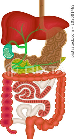 Digestive system internal organs illustration 105681465