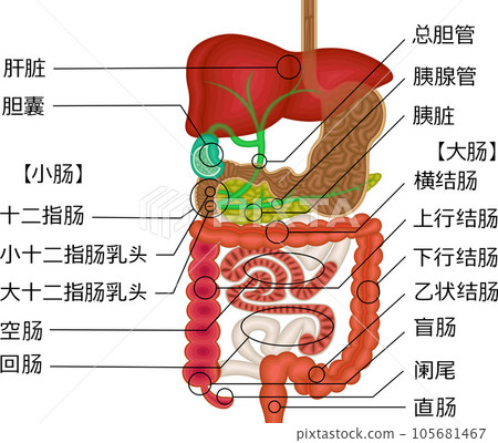 Digestive system internal organs illustration Chinese 105681467
