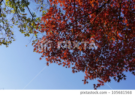 Autumn leaves 105681568