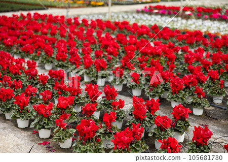 Rows of flowering cyclamen in pots 105681780