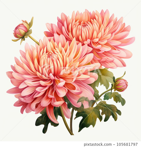 AI插畫,粉紅菊花 AI插畫,粉紅菊花 105681797