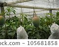 agriculture, farming, greenhouse 105681858