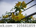Yellow flower 105681859