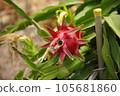 botanic, botanical, plant 105681860