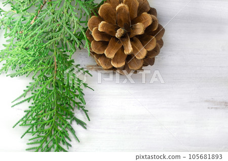 Green spruce branch with pine cone on white background. Copy space 105681893