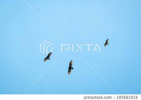 An osprey circling over the Caribbean Sea 105681918