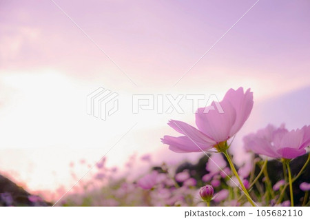 粉紅色的夕陽和宇宙 105682110
