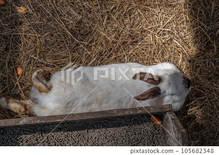 Different fluffy rabbits in the paddock lie resting and eating from a cup. There is hay in the paddock. Rabbits as a pet. housekeeping 105682348