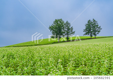 (Hokkaido) Biei in summer: Mild Seven hill where buckwheat flowers bloom 105682391