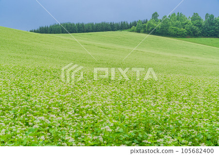 (Hokkaido) Biei in summer: Mild Seven hill where buckwheat flowers bloom 105682400