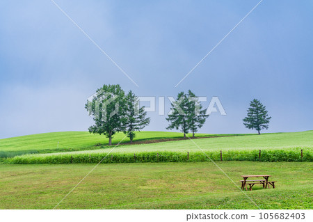 (Hokkaido) Biei in summer: Mild Seven hill where buckwheat flowers bloom 105682403