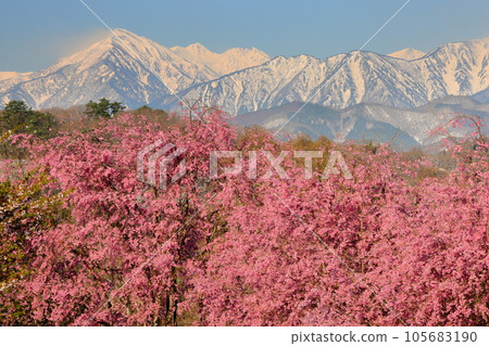 長野縣上野內郡小川村根山立屋番所櫻山：生長在江戶彼岸根部和白雪皚皚的北阿爾卑斯山上的垂枝櫻花 105683190