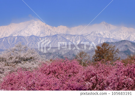 長野縣上野內郡小川村根山立屋番所櫻山：生長在江戶彼岸根部和白雪皚皚的北阿爾卑斯山上的垂枝櫻花 105683191