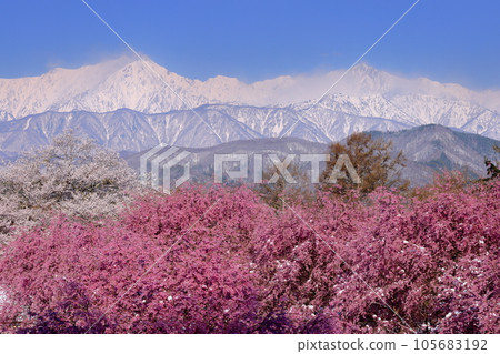 長野縣上野內郡小川村根山立屋番所櫻山：生長在江戶彼岸根部和白雪皚皚的北阿爾卑斯山上的垂枝櫻花 105683192