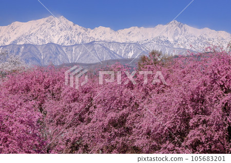 長野縣上野內郡小川村根山立屋番所櫻山：生長在江戶彼岸根部和白雪皚皚的北阿爾卑斯山上的垂枝櫻花 105683201
