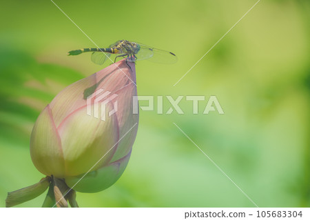 Koonyanma 棲息在蓮花花蕾上 Koonyanma 棲息在蓮花花蕾上 105683304