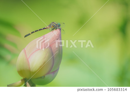 Koonyanma 棲息在蓮花花蕾上 Koonyanma 棲息在蓮花花蕾上 105683314