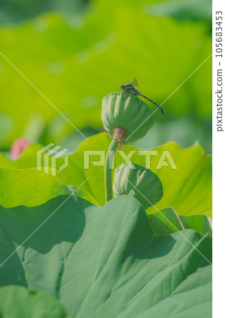 Kooniyanma 棲息在蓮花莖上 105683453