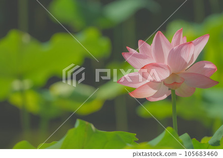 Lotus flower 105683460