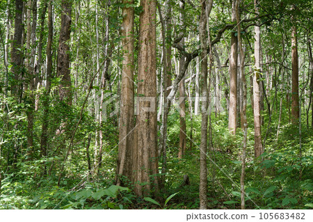Deciduous dipterocarp forest in southeast asian. 105683482