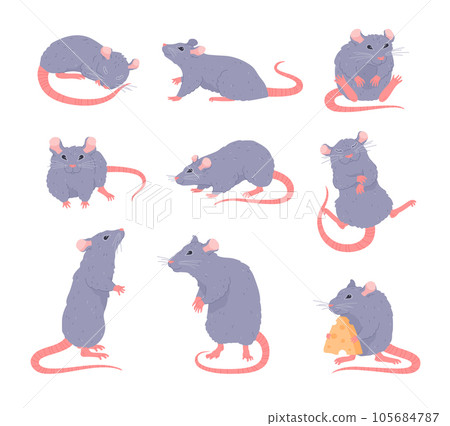 Set of cute gray rats in different poses flat style, vector illustration Set of cute gray rats in different poses flat style, vector illustration 105684787