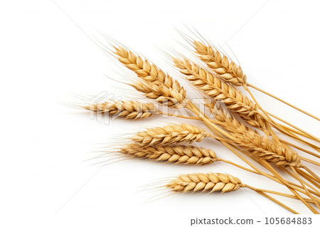 Wheat ears or ripe rice that harvest from fields isolated on white background, clean dried sheaf crop, with Generative Ai. 105684883
