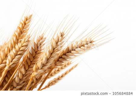 Wheat ears or ripe rice that harvest from fields isolated on white background, clean dried sheaf crop, with Generative Ai. 105684884