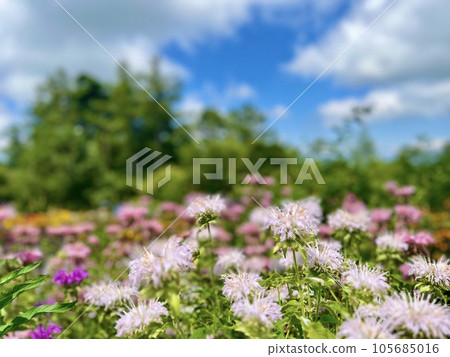 Healing flower garden where Monarda blooms 105685016
