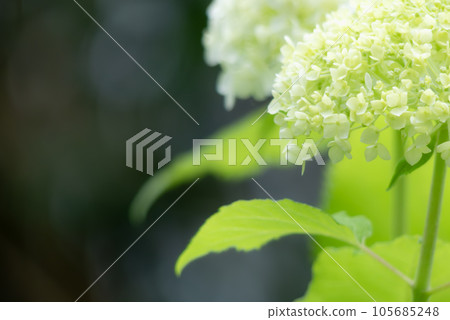 Colorful and beautiful hydrangeas in June Colorful and beautiful hydrangeas in June 105685248