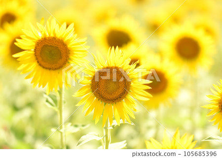 Sun Flower Sun Flower 105685396