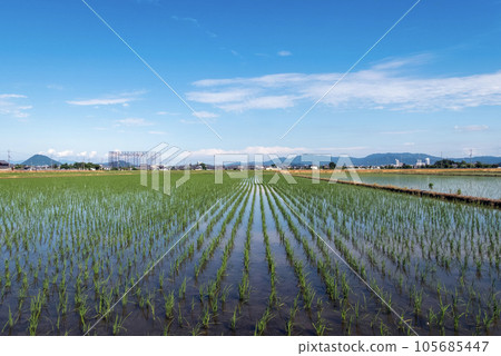 Paddy fields reflecting the clear blue sky Kusatsu City, Shiga Prefecture Paddy fields reflecting the clear blue sky Kusatsu City, Shiga Prefecture 105685447
