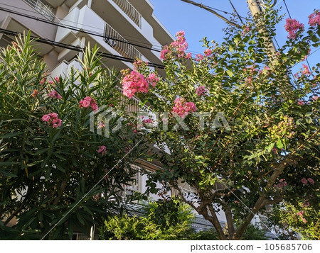 Pink crape myrtle flowers in the summer apartment garden Pink crape myrtle flowers in the summer apartment garden 105685706