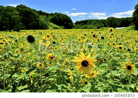 Sunflower field in forest park 105685853