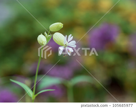 美麗的白色白玉草 美麗的白色白玉草 105685977