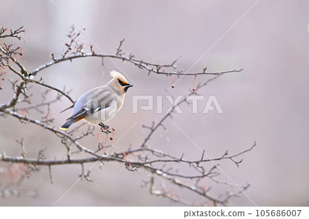 波希米亞太平鳥 波希米亞太平鳥 105686007