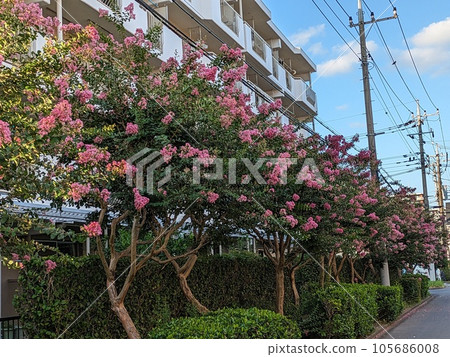 夏季公寓花園裡的粉紅色紫薇花 105686008