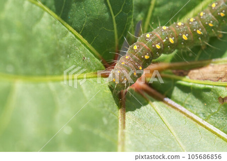 A caterpillar found on an okra leaf, early August.It is unknown what kind of caterpillar it is. A caterpillar found on an okra leaf, early August.It is unknown what kind of caterpillar it is. 105686856