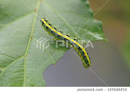 A caterpillar found on an okra leaf, early August.It is unknown what kind of caterpillar it is. A caterpillar found on an okra leaf, early August.It is unknown what kind of caterpillar it is. 105686858