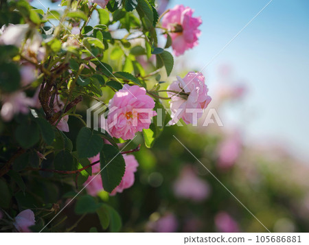 Field of roses in sunny summer day 105686881